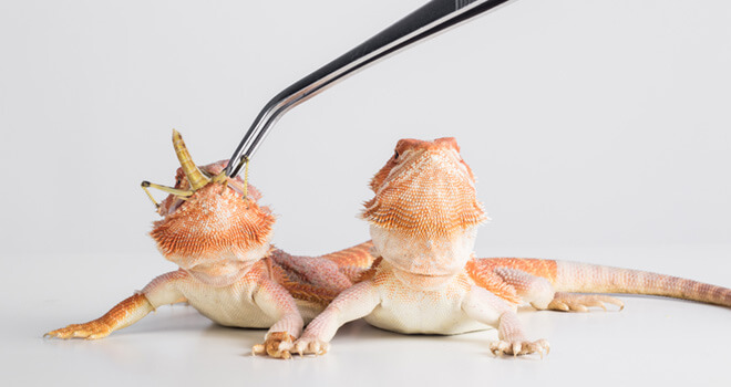 get-your-bearded-dragon-to-eat