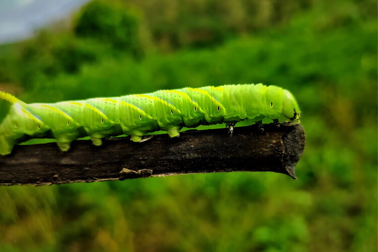 hornworm