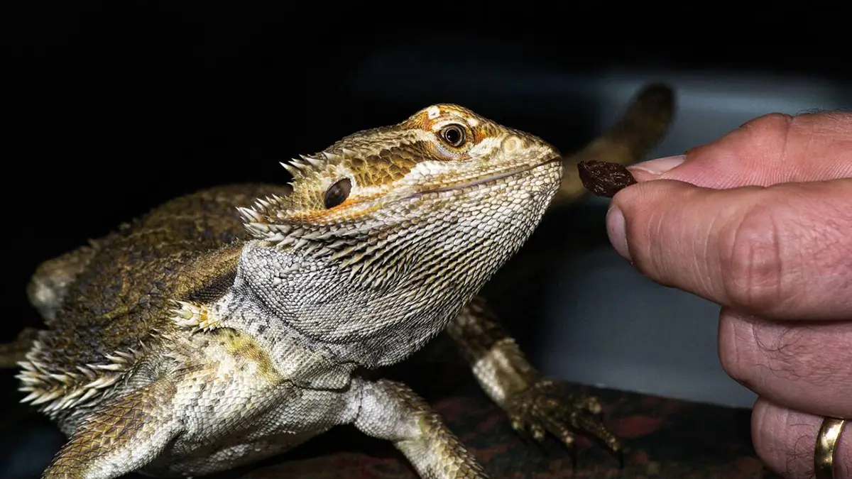how-long-can-bearded-dragons-go-without-food