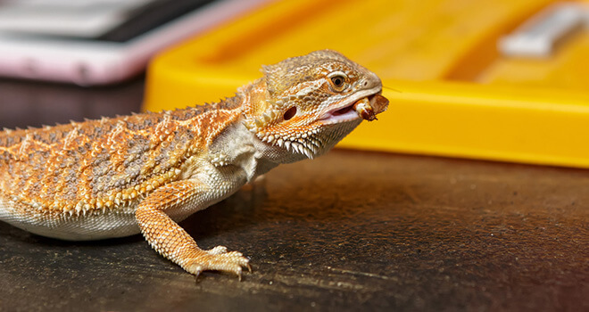 how-long-can-bearded-dragon-go-without-food