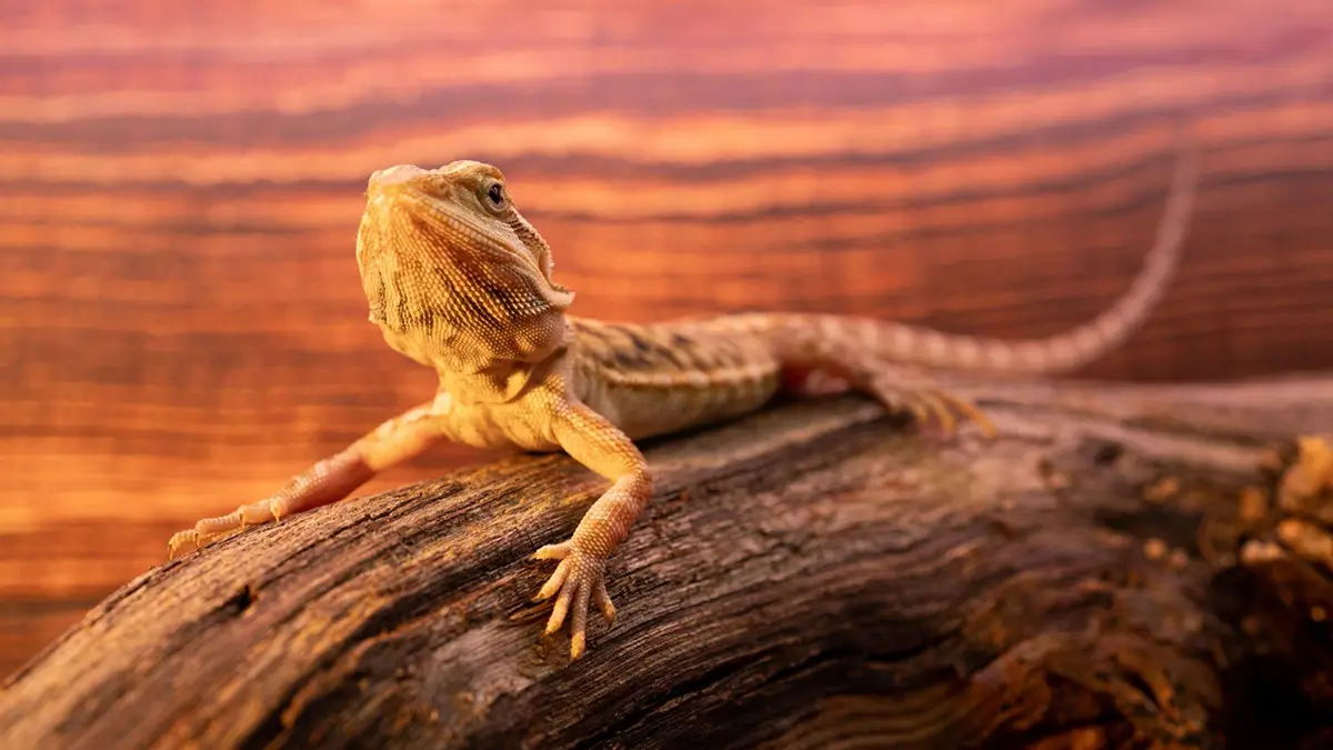 how-much-calcium-for-bearded-dragon