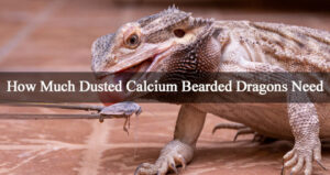 How Much Dusted Calcium Bearded Dragons Need at Any Age - My Pet Reptiles