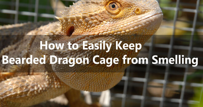how-to-easily-keep-a-bearded-dragon-cage-from-smelling