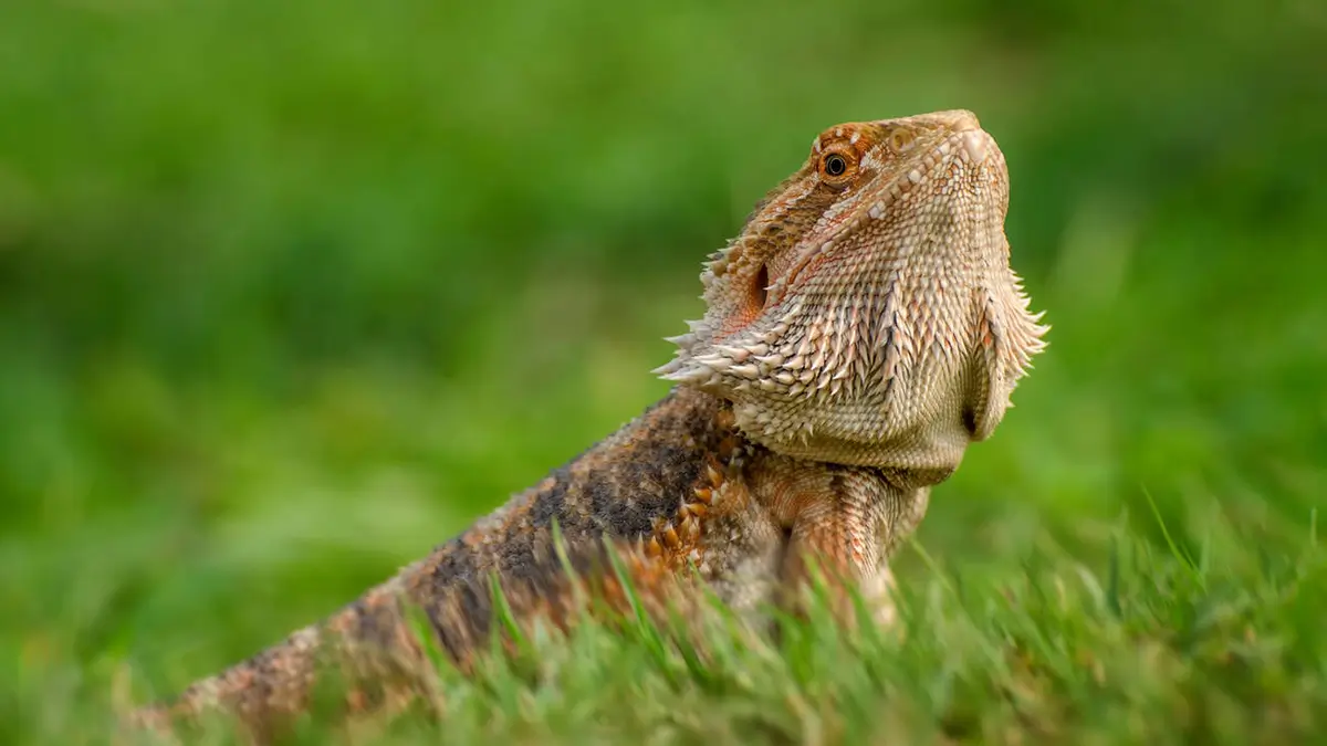how-to-fatten-up-a-bearded-dragon