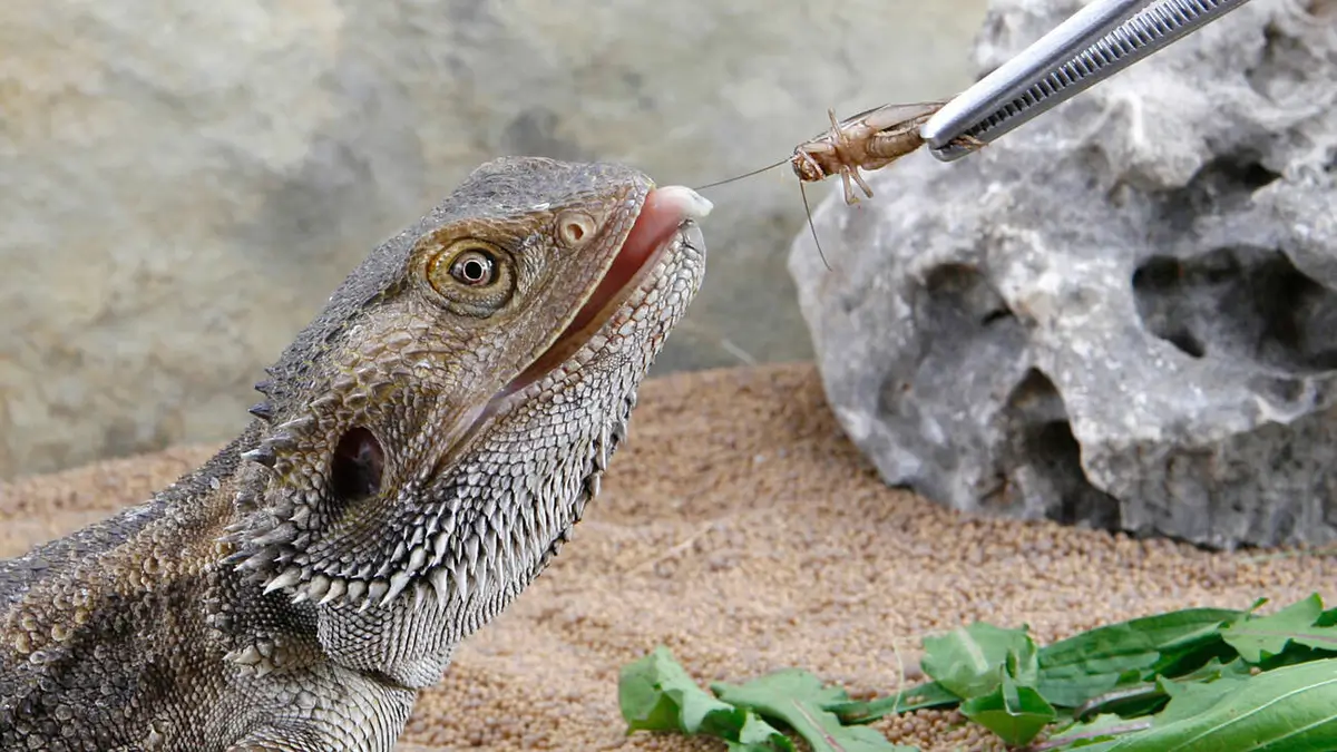 how-to-get-a-bearded-dragon-to-eat