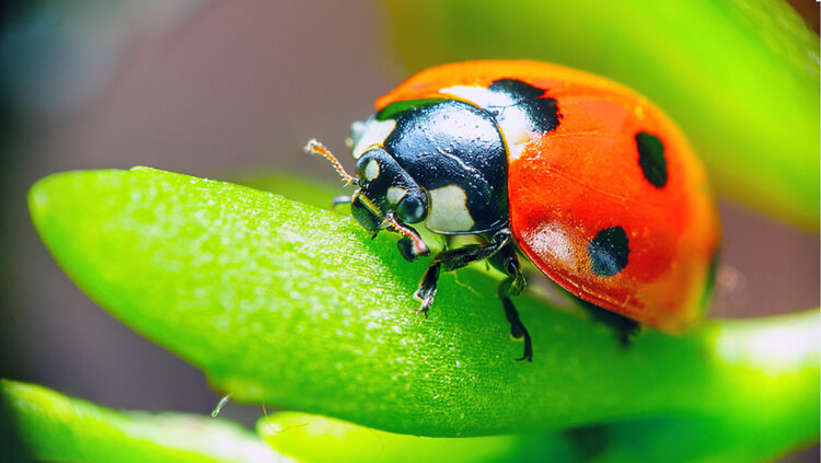 ladybug