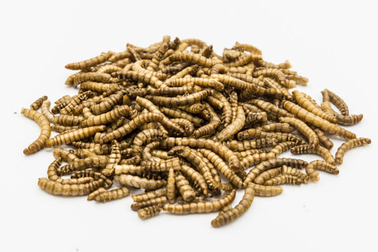 mealworms