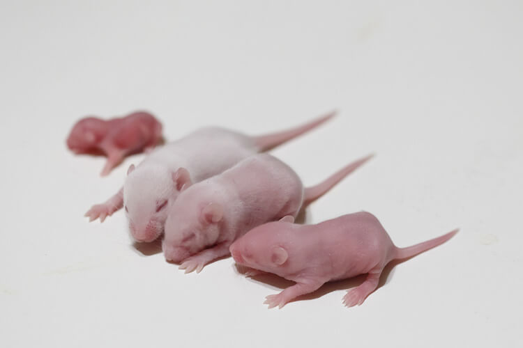 pinky-mice