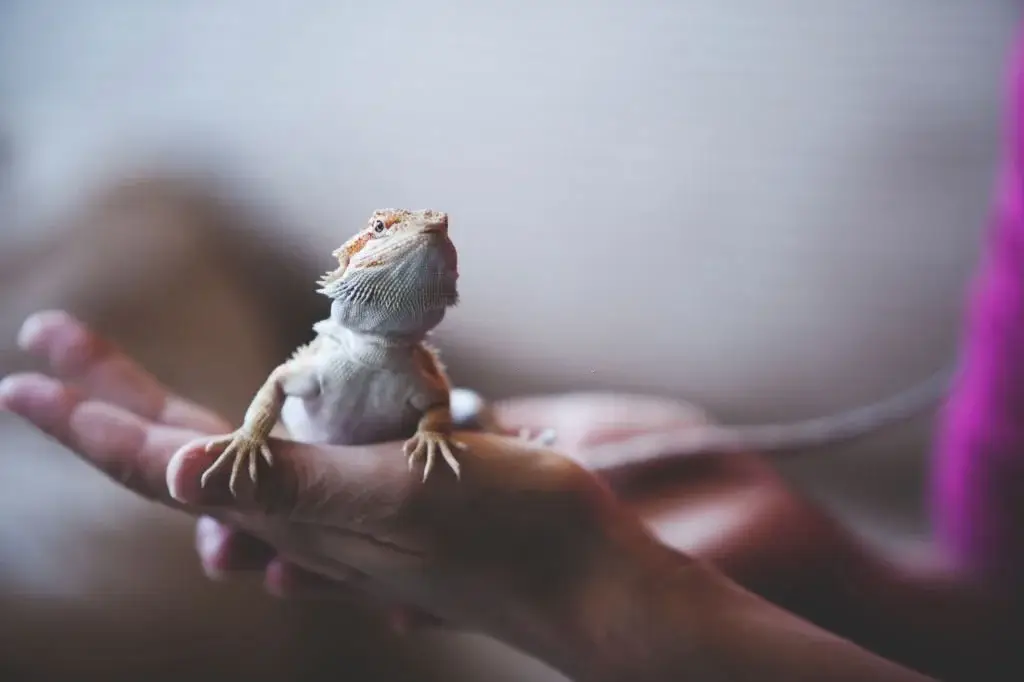 sexing-bearded-dragon