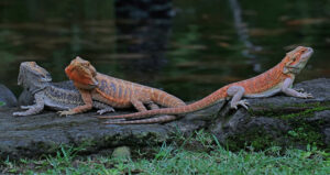 How to Sex a Bearded Dragon & Tell their Age (6 Proven Methods)