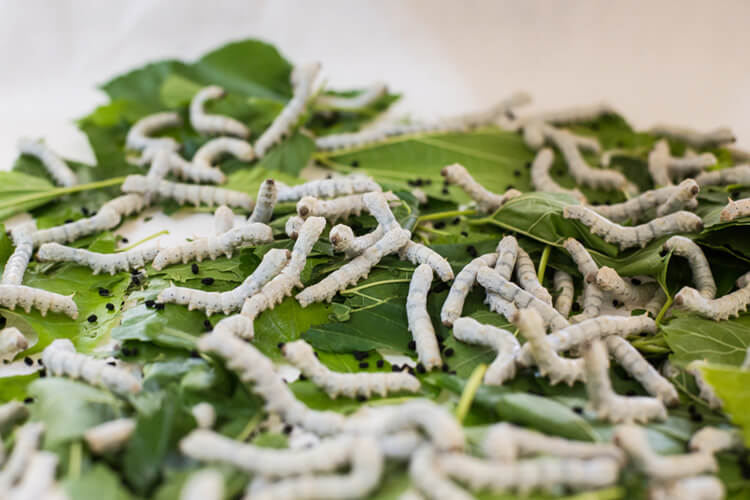 silkworms