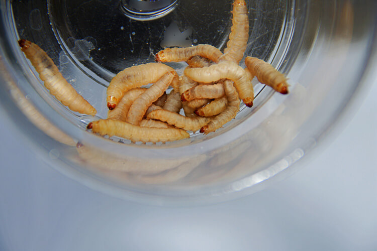 waxworms