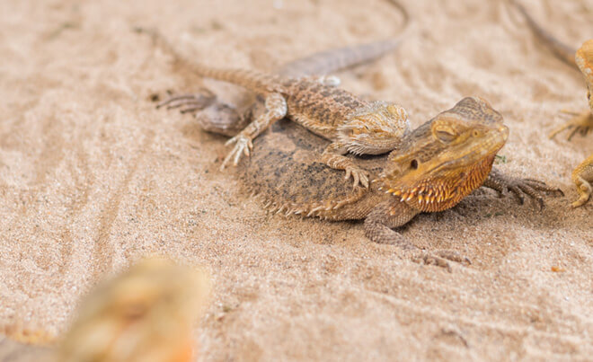 bearded-dragon-sand-substrate