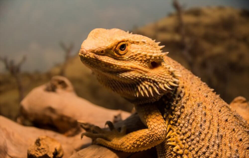 classic-standard-bearded-dragon