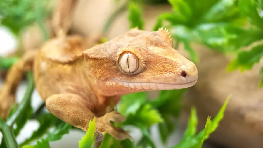different-leaopard-gecko-behaviors