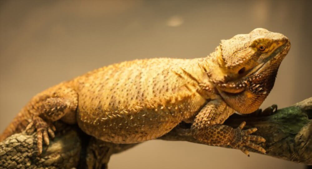 german-giant-bearded-dragon