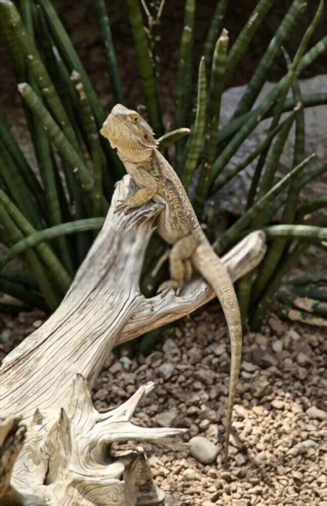 hypomelanistic-bearded-dragon