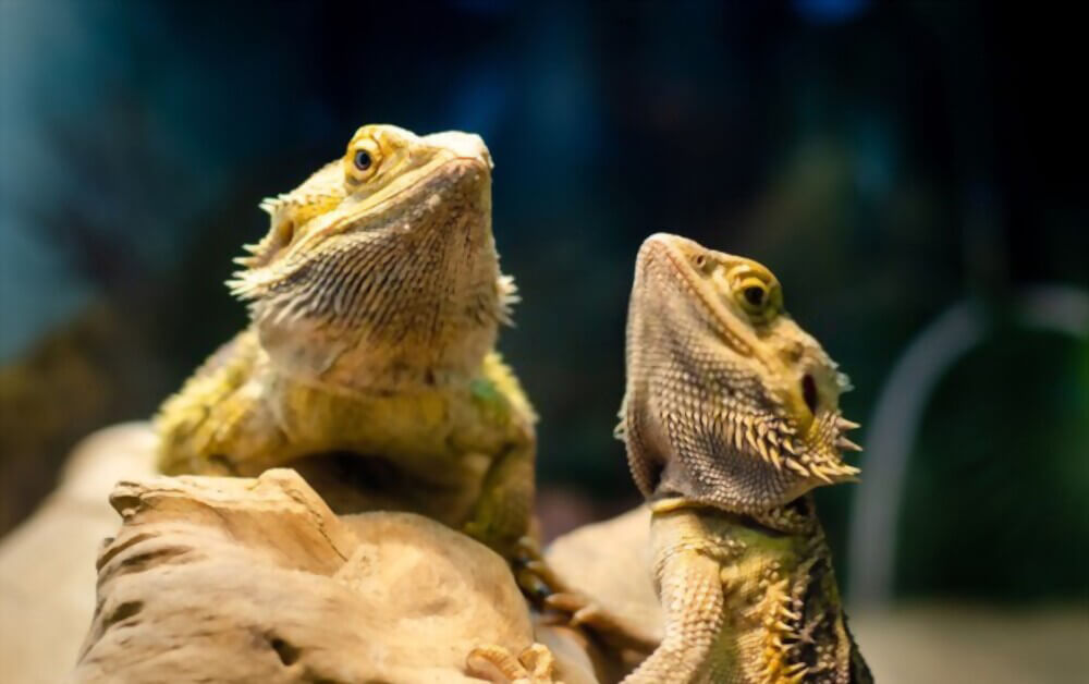 pogona-vitticeps