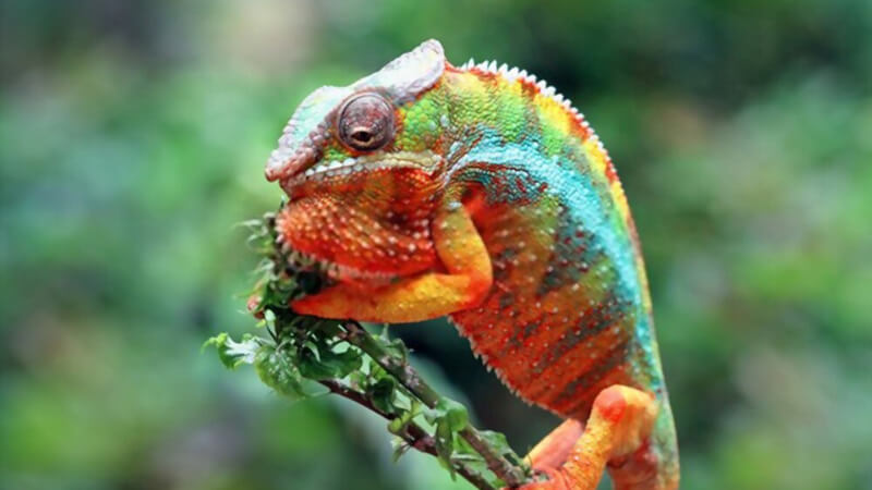 safe-plants-for-chameleons