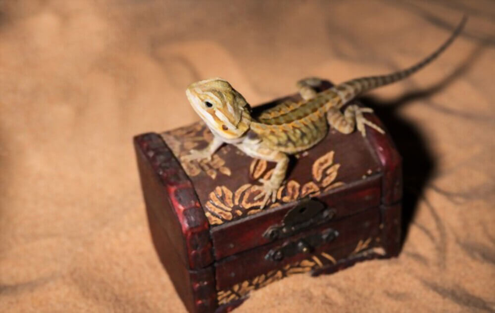 translucent-bearded-dragon