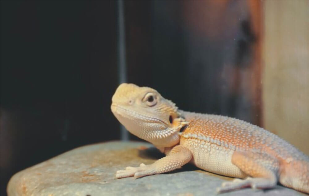 witblits-bearded-dragon