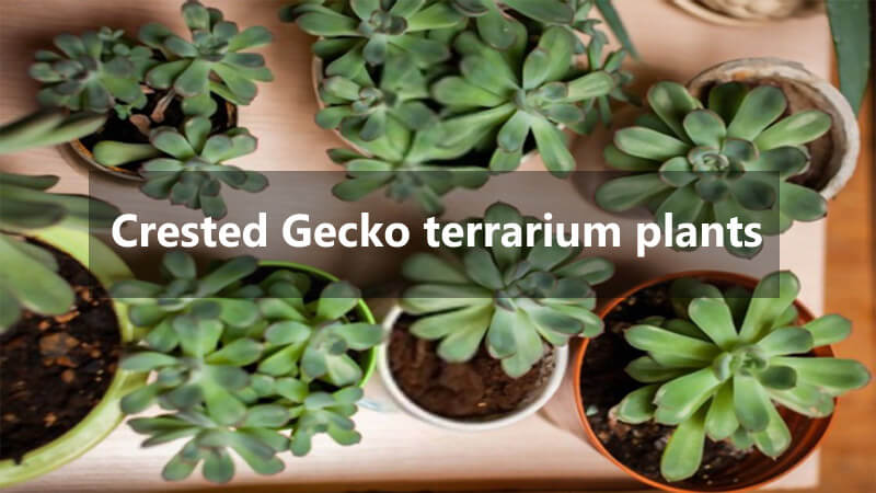 crested-gecko-terrarium-plants