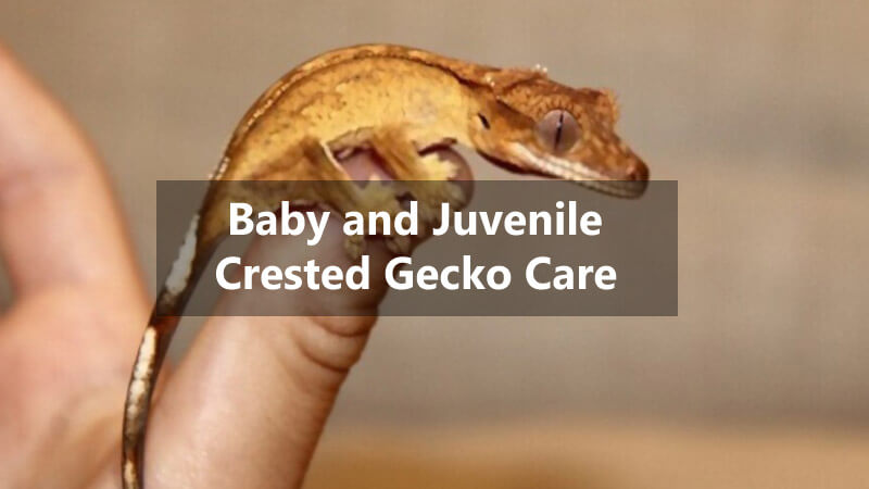 baby-and-juvenile-crested-gecko-care