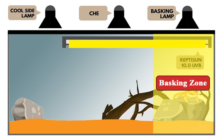 best basking light for bearded dragon