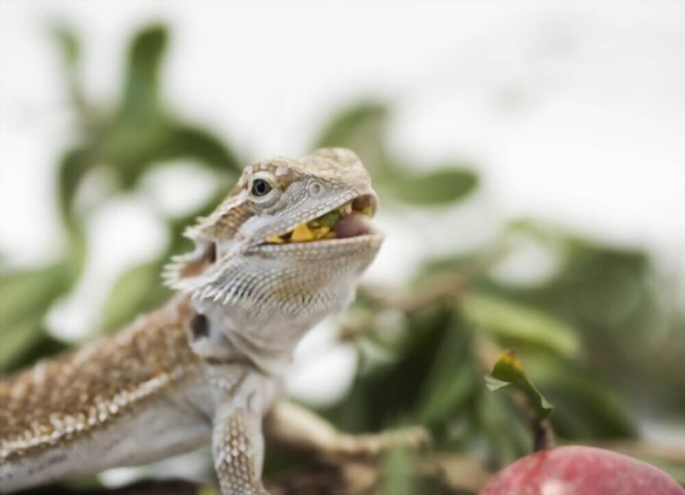 bearded-dragon-eating-greens