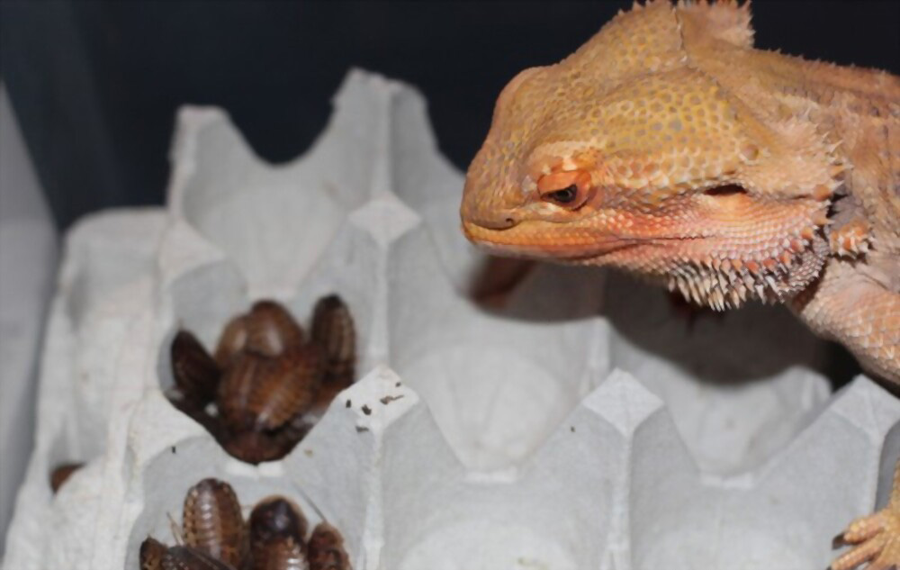 bearded-dragon-eating-insects