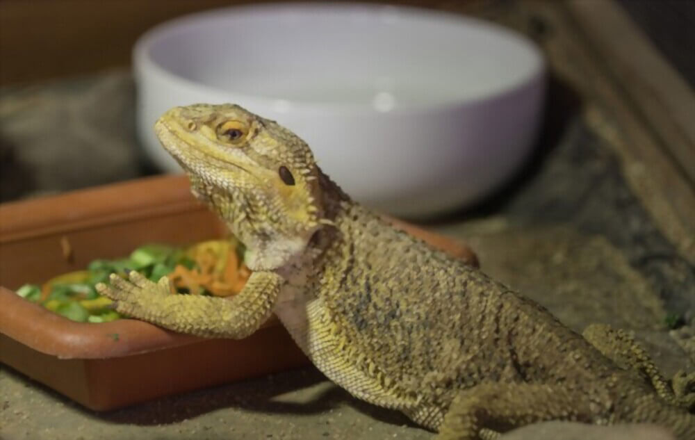 bearded-dragon-eating-veggie