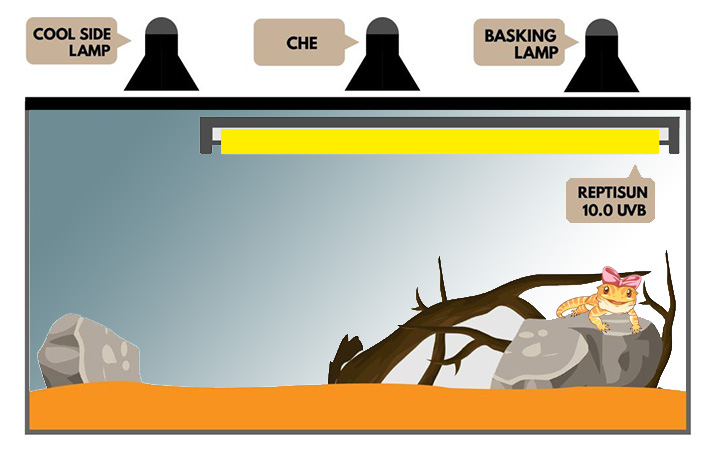 Bearded Dragon Lighting: Guide for Beginners (15+ Pictures)