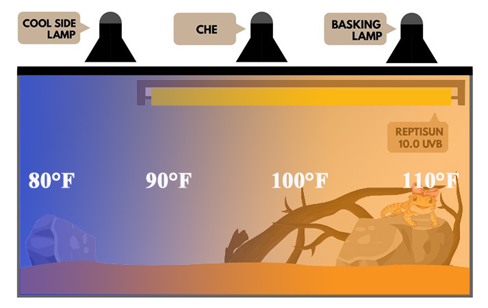 Adjusting the basking temperature for bearded dragons in hot weather - The  Partridge Practices