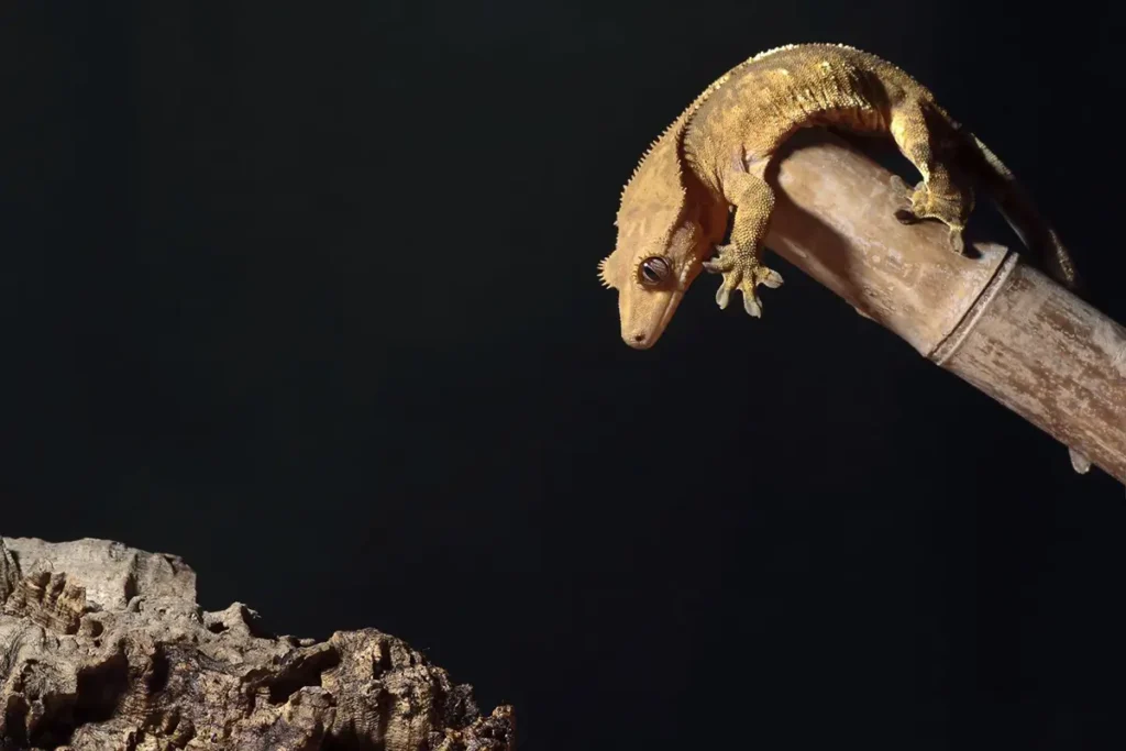 crested gecko (Rhacodactylus ciliatus) ready to jump
