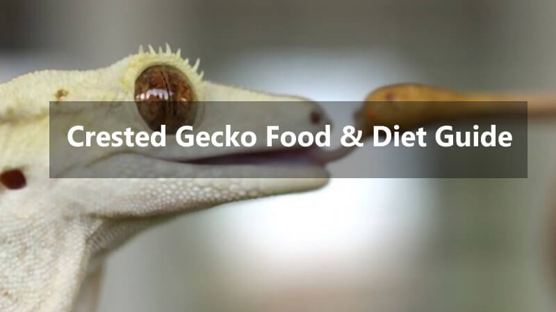 crested-gecko-food-diet-guide