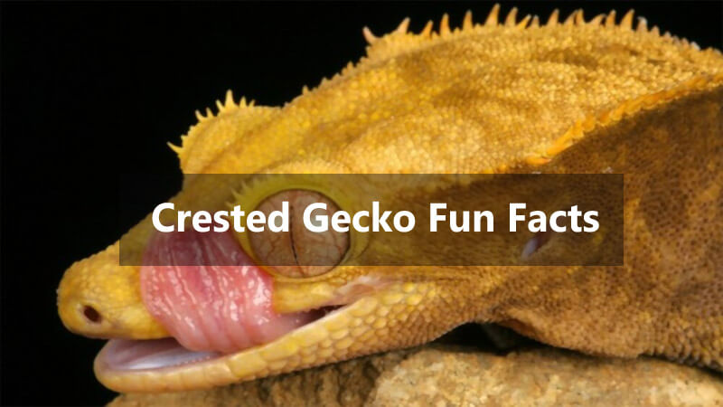 crested-gecko-fun-facts