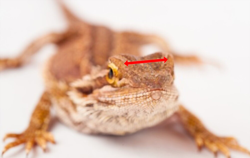 How big of a cricket can you feed a bearded dragon