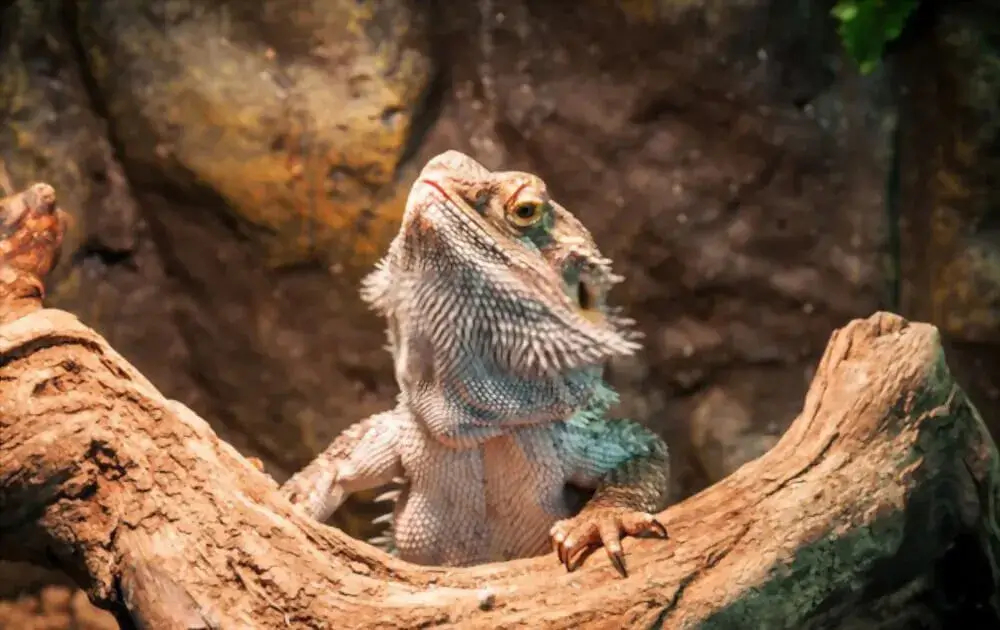 bearded-dragon-terrarium