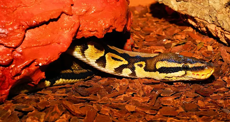 best-ball-python-substrate