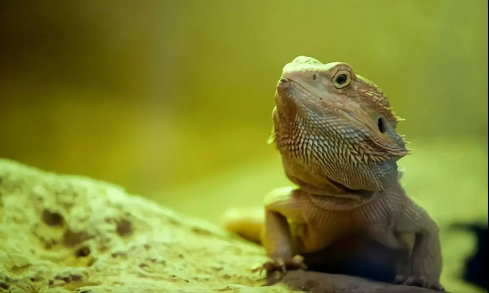 common-bearded-dragon