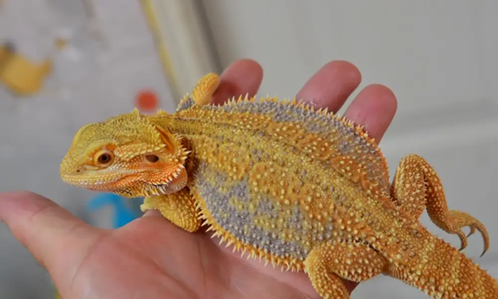 dunners-bearded-dragon