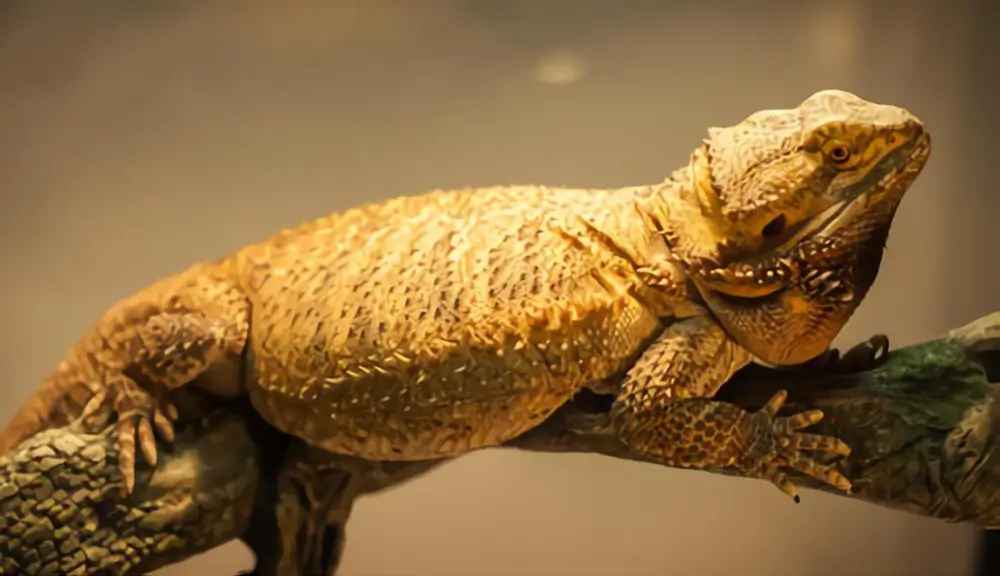 german-giant-bearded-dragon