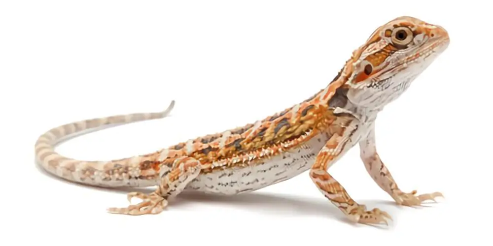 hypomelanistic-bearded-dragon