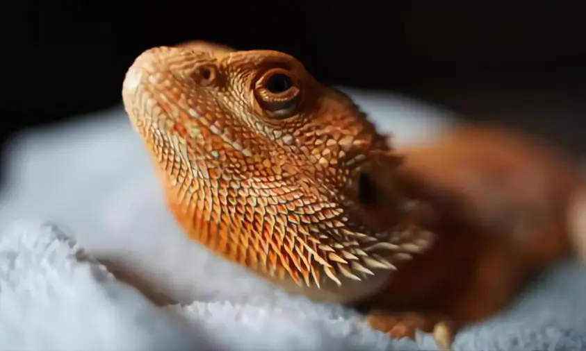 orange-bearded-dragon