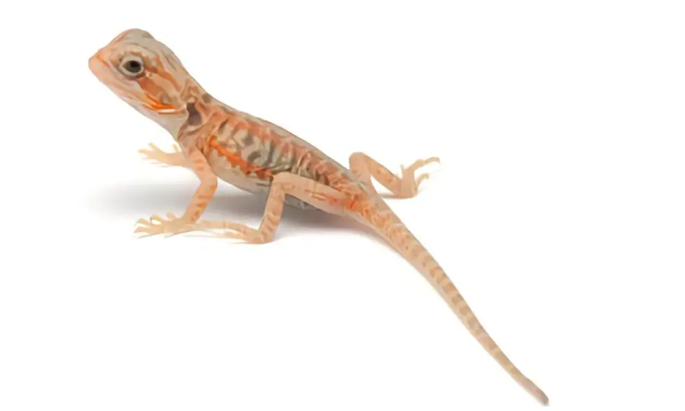 silkback-bearded-dragon