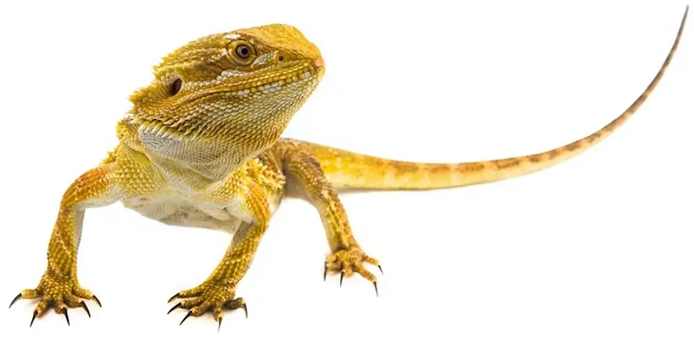 yellow-bearded-dragon