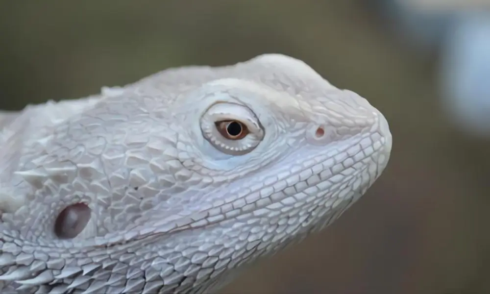 zero-bearded-dragon