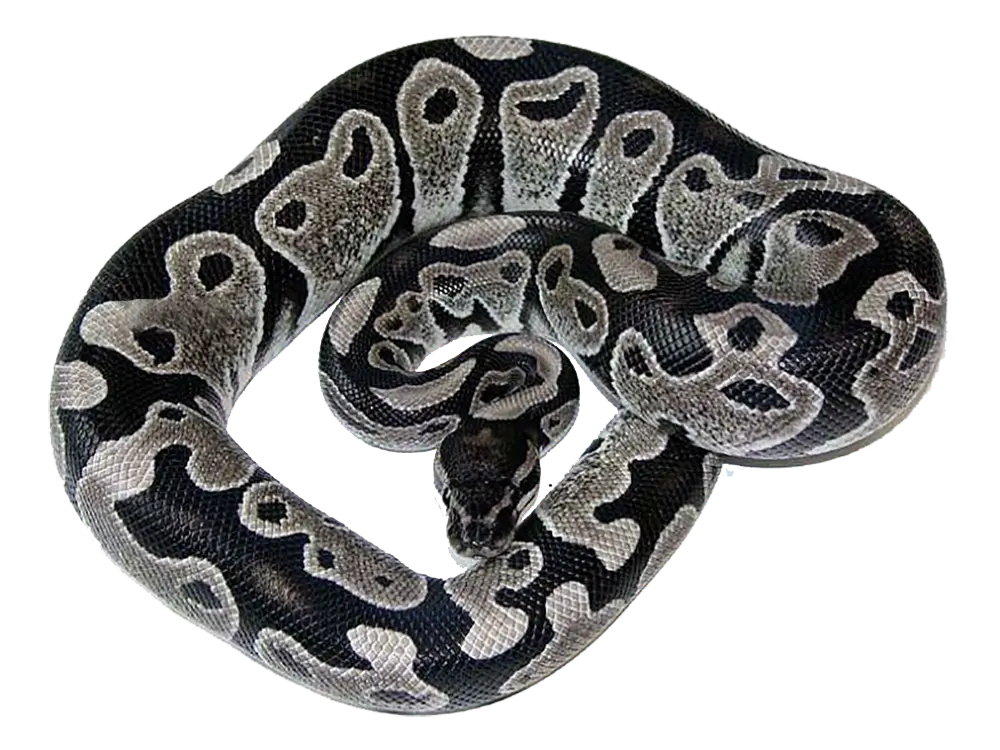 Axanthic-Ball-Python