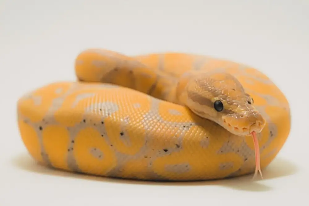 Banana-Ball-Python