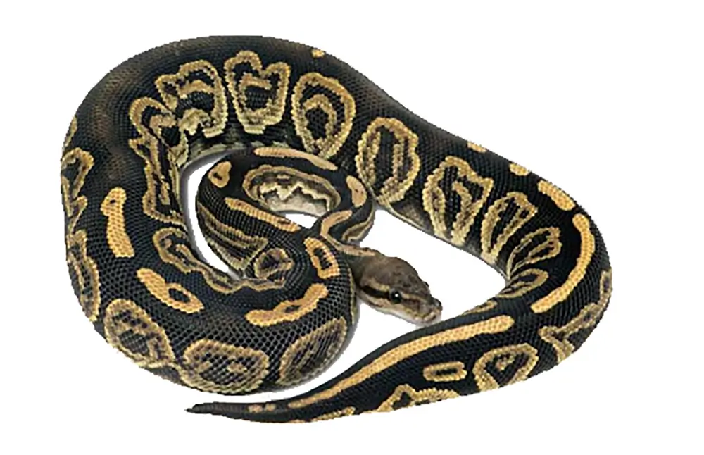 Black Pastel Ball Python